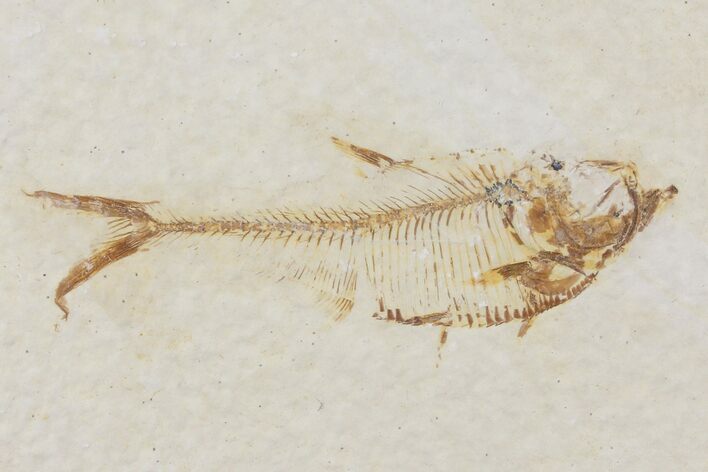 Diplomystus Fossil Fish - Wyoming #101158